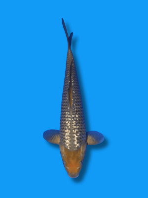 Ginrin Soragoi | Koi&Co.